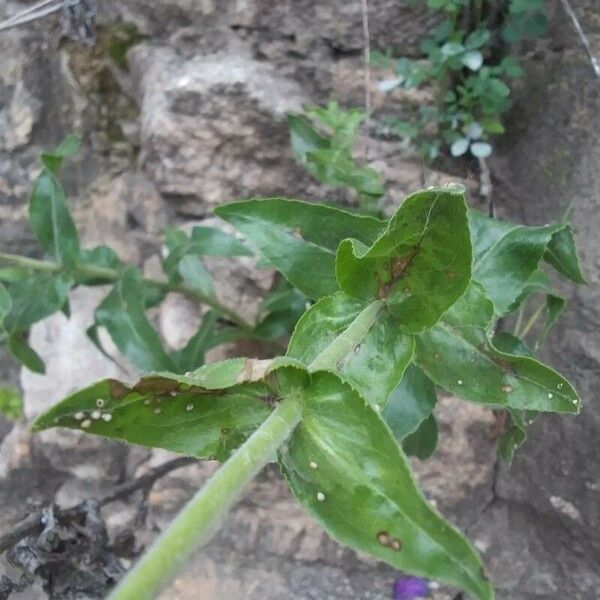 Penstemon cobaea Leaf