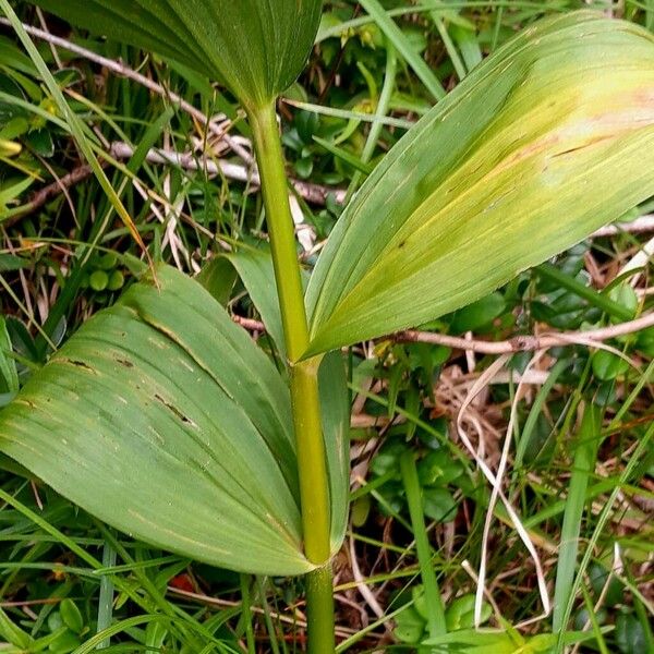 Veratrum album Kôra