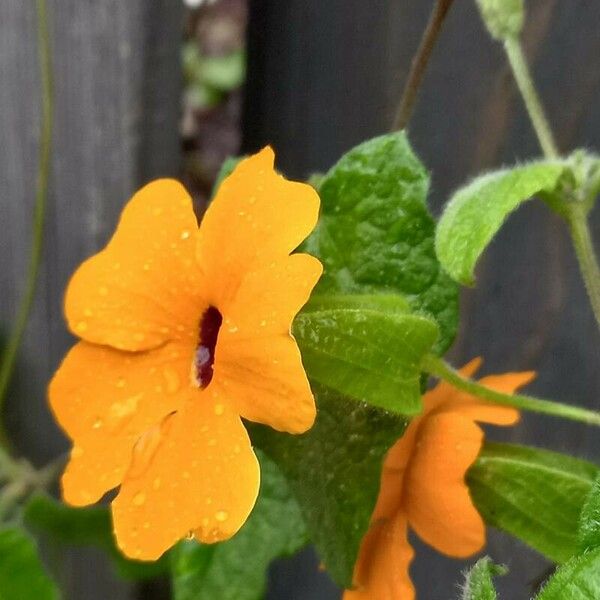 Thunbergia alata Flower