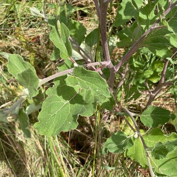 Arctium tomentosum Leaf