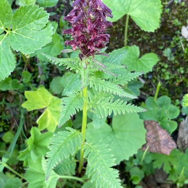 Pedicularis recutita 整株植物