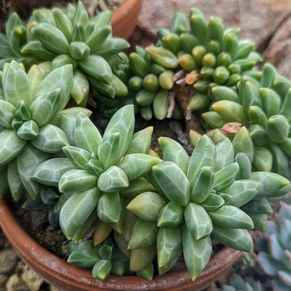 Pachyphytum compactum Pokrój