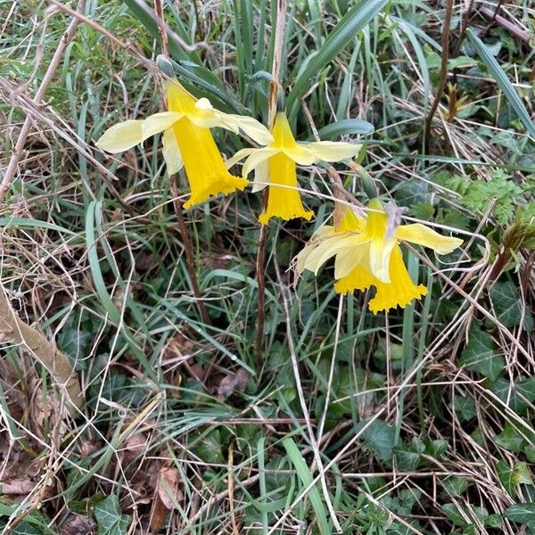 Narcissus bicolor Blomma