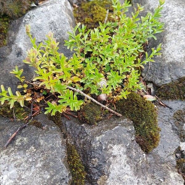 Veronica fruticulosa Yaprak