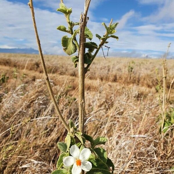 Hibiscus flavifolius Pokrój