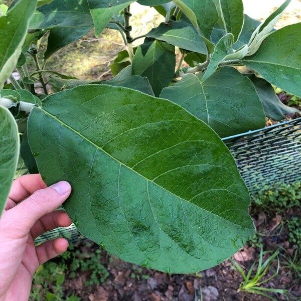 Solanum mauritianum Blad