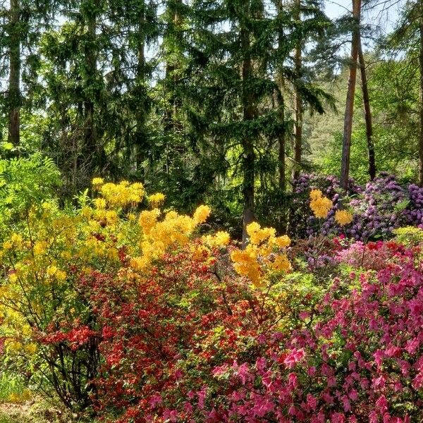 Rhododendron calendulaceum ᱛᱟᱦᱮᱸ