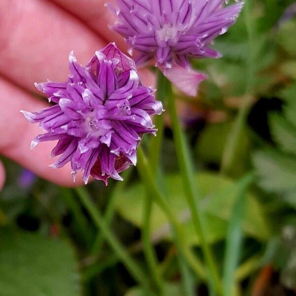 Allium schoenoprasum Цветок