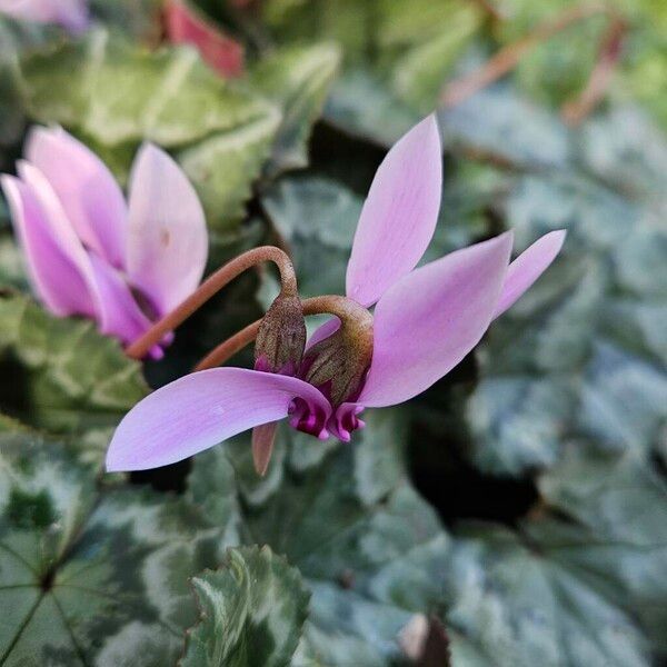 Cyclamen hederifolium Blomst