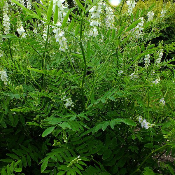 Galega officinalis অভ্যাস