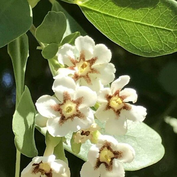 Schrebera alata Blüte