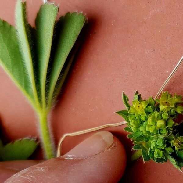 Alchemilla monticola Floare