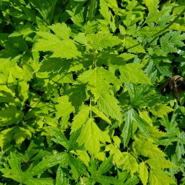 Actaea racemosa Folla