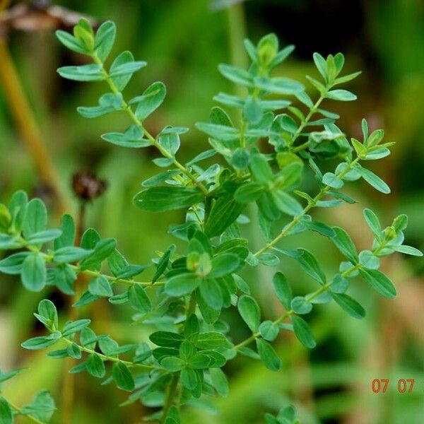 Hypericum maculatum Habit