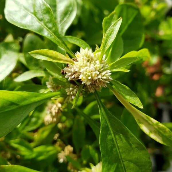 Alternanthera ficoidea Flower