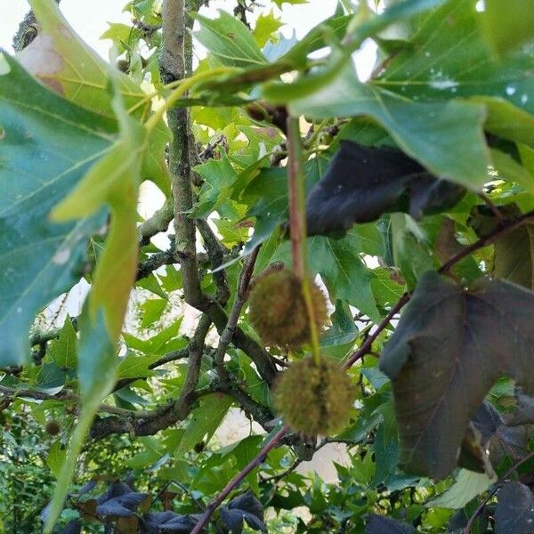 Platanus orientalis Плід