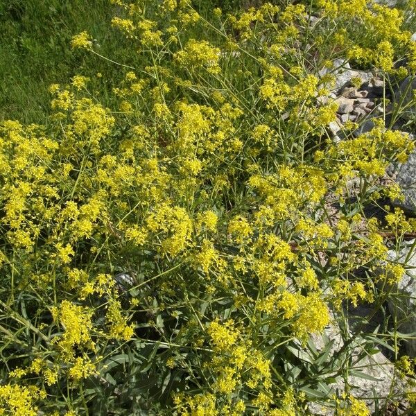 Isatis tinctoria Blüte