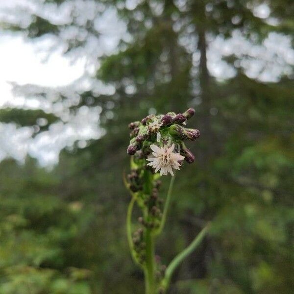 Lactuca biennis Lorea