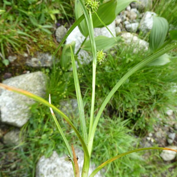 Carex lepidocarpa برگ