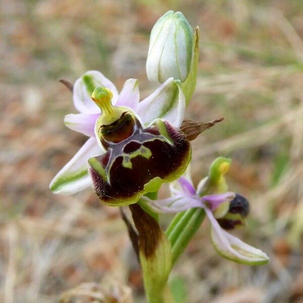 Ophrys × minuticauda Flower