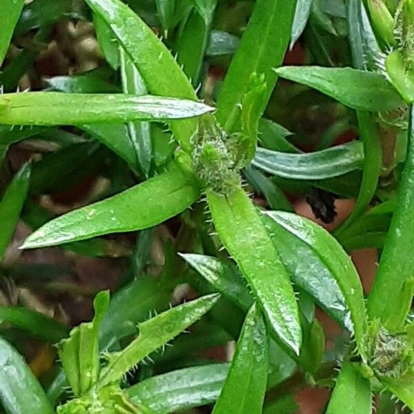 Phlox subulata Lehti