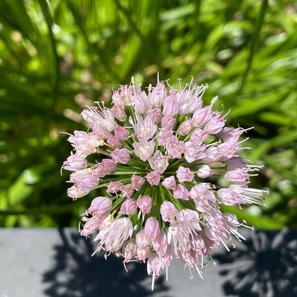 Allium senescens Floro