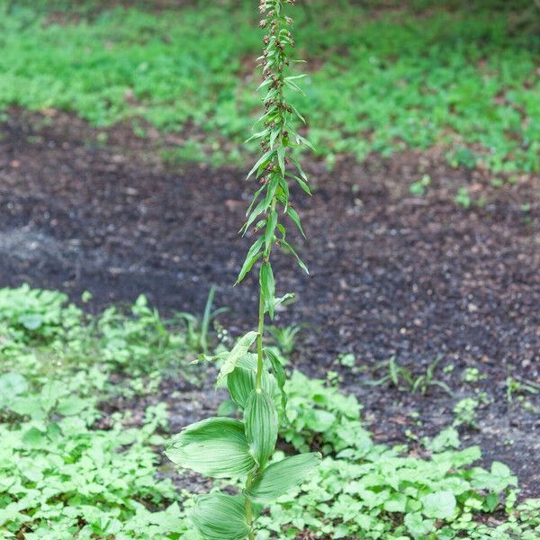 Epipactis helleborine Çiçek