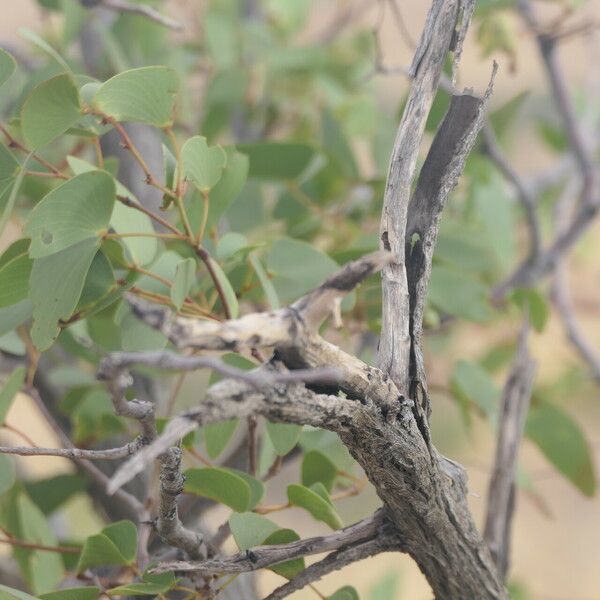 Colophospermum mopane Bark