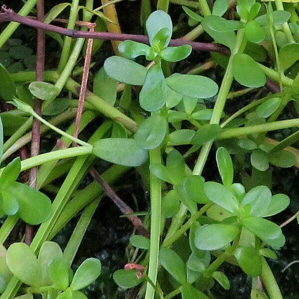 Bacopa monnieri ᱥᱟᱠᱟᱢ