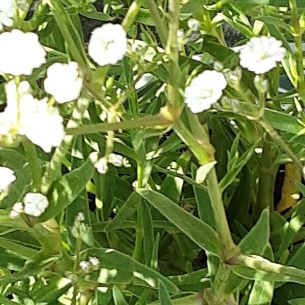 Gypsophila paniculata Feuille