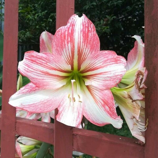 Hippeastrum reginae 花