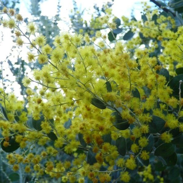 Acacia podalyriifolia Blüte