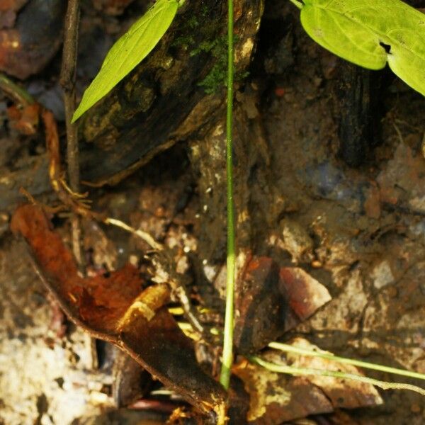 Spatholobus maingayi 整株植物