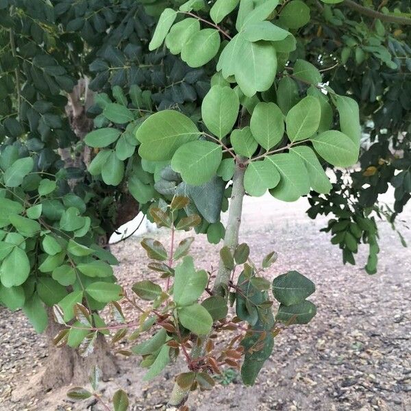 Ceratonia siliqua Leaf