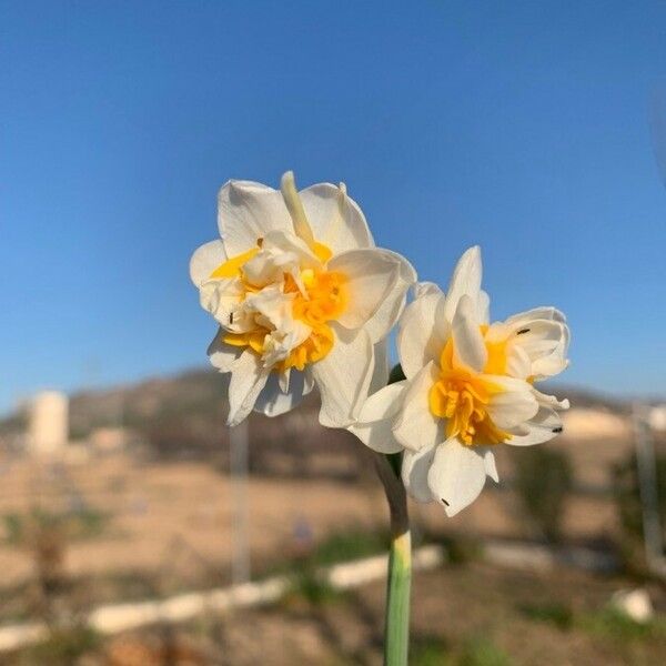 Narcissus tazetta Floare