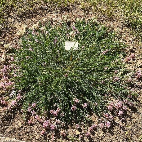 Astragalus monspessulanus Habitus