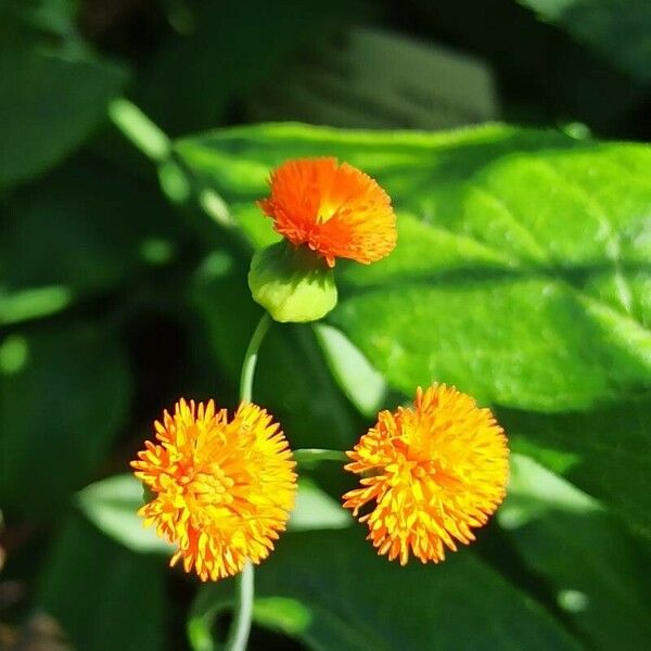 Emilia coccinea Flower