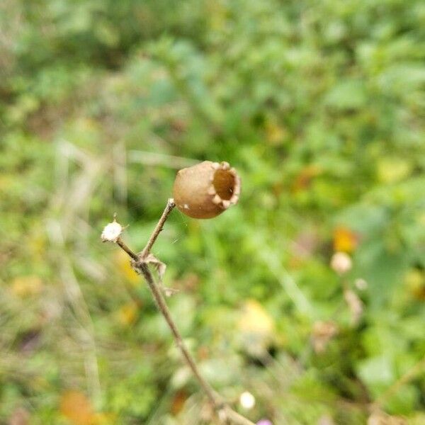 Silene dioica Çiçek