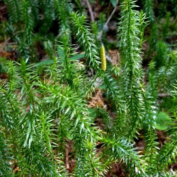 Lycopodium annotinum 叶