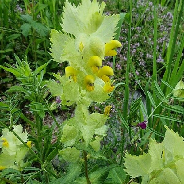 Rhinanthus major Blodyn