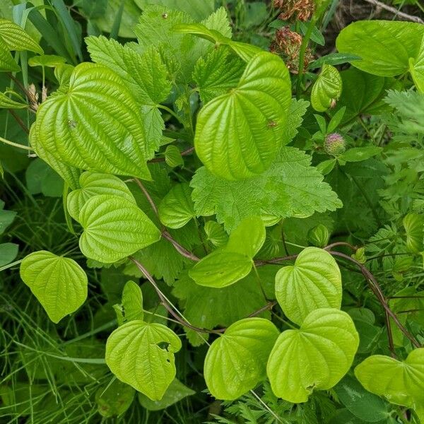 Dioscorea villosa Leaf