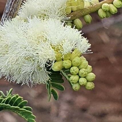 Acacia thomasii 花