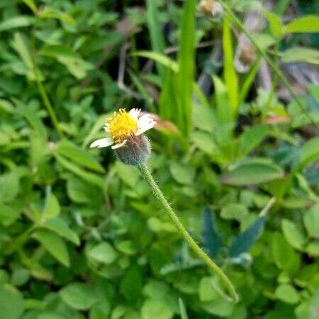 Tridax procumbens Õis