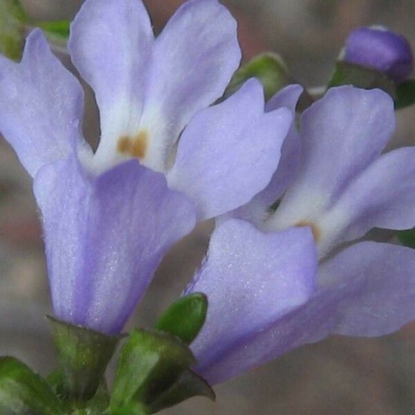 Mazus pumilus Fleur