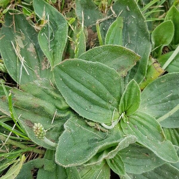 Plantago media برگ