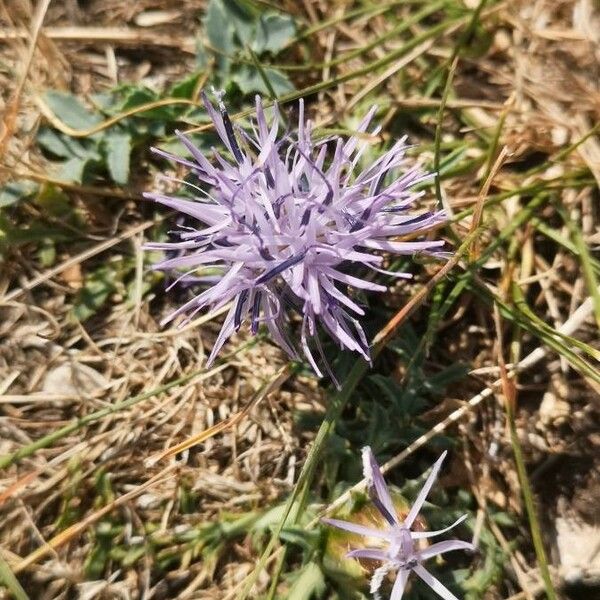 Carthamus mitissimus Flower