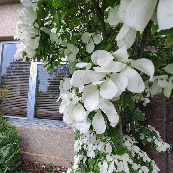 Cornus florida Flor