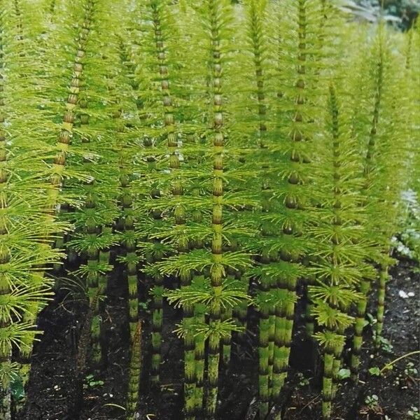 Equisetum telmateia Агульны выгляд