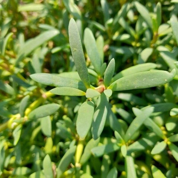 Sesuvium portulacastrum Ліст