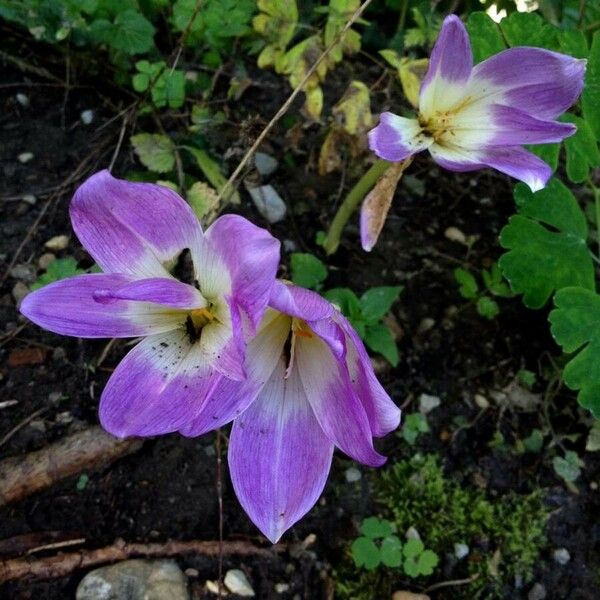 Colchicum autumnale Flor